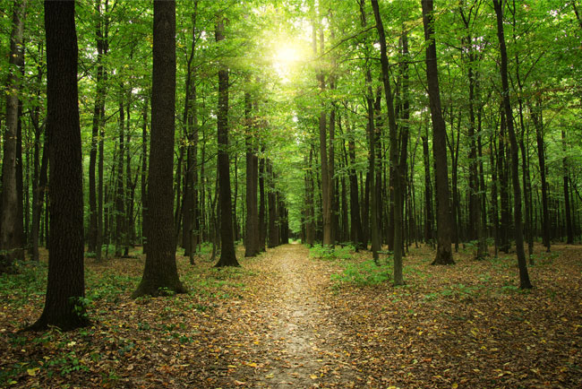 Fotomurales bosque y árboles